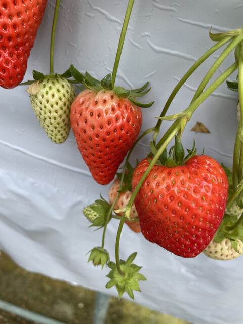 いちごハウス たかはし - 小山田（その他）の写真