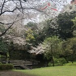 浮月楼 - 庭の桜