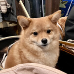 フロックス ローカル マーケット - 柴犬（のミックス!?）ちゃん、かわいい…