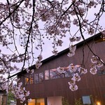 海老亭別館 - お店の前は桜並木なので、川側の席だとお花見できます。でも予約した日に、丁度桜が満開で、お天気が良いという条件が揃うのは運もあります。平日に行こうか。