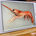 鮨匠 のむら - 【写真⑲】波管髭海老(鹿児島県錦江湾)