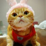 kico - るたにゃん❤