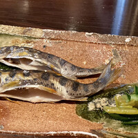 たでの葉 - 熊本県川辺川 ヤマメ 炭火塩焼き
                      頭からガブリ！
                      炭火で焼かれ身はほっくりと、ほんのりと芳ばしい香りが良いですね♪
                      頭から背骨まで残さずに美味しくいただきました♪