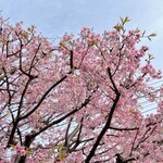 Rokaru Indhia - 仙川駅周辺の桜（3/12撮影）