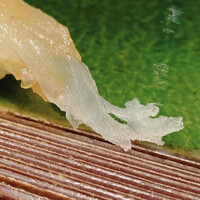 柳橋きたろう場内 - 