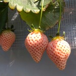 おきうね農園 - 