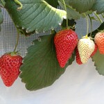 おきうね農園 - 