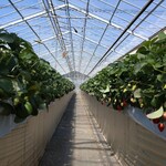 おきうね農園 - 