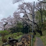 中華そば 笑歩 - 散策がてら愛でるには十分綺麗な桜