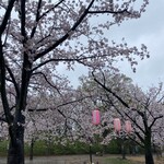 中華そば 笑歩 - 綱島公園の桜もせっかく綺麗に咲いたのに生憎の雨で人は殆どいなかった