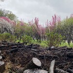 中華そば 笑歩 - ハナモモも先週より綺麗