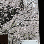 アティックルーム靖国外苑 - 店から見える桜