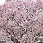 Rojiura No Matahari Chongu Xondu Xa-Sui Xtsu - 桜が満開でした