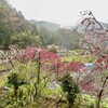 平七 - 窓の外の花桃