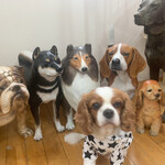 caffe e cane - オーナーさん制作のFRP製のわんこ達