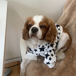 caffe e cane - 楽しかったね