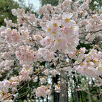 富士錦酒造 - 大石寺様の桜