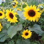 農家レストラン みのりの里 - 