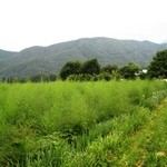 農家レストラン みのりの里 - 