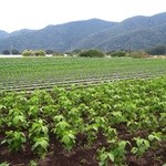 農家レストラン みのりの里 - 