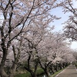 大勝軒 - 朝の桜並木