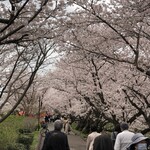 大勝軒 - お昼前の桜並木