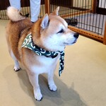 鎌倉乃豆柴カフェ - 