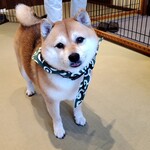 鎌倉乃豆柴カフェ - 