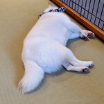 鎌倉乃豆柴カフェ - 