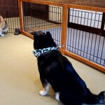 鎌倉乃豆柴カフェ - 