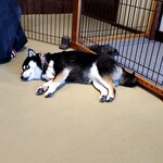 鎌倉乃豆柴カフェ - 