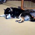 鎌倉乃豆柴カフェ - 