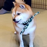 鎌倉乃豆柴カフェ - 