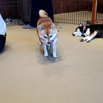 鎌倉乃豆柴カフェ - 