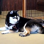 鎌倉乃豆柴カフェ - 