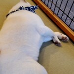 鎌倉乃豆柴カフェ - 