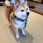 鎌倉乃豆柴カフェ - 