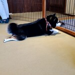 鎌倉乃豆柴カフェ - 