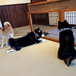 鎌倉乃豆柴カフェ - 