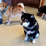 鎌倉乃豆柴カフェ - 