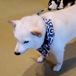 鎌倉乃豆柴カフェ - 