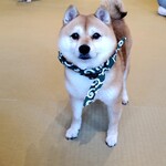 鎌倉乃豆柴カフェ - 