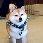 鎌倉乃豆柴カフェ - 