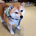 鎌倉乃豆柴カフェ - 