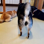 鎌倉乃豆柴カフェ - 