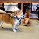 鎌倉乃豆柴カフェ - 