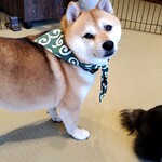 鎌倉乃豆柴カフェ - 