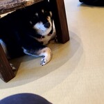 鎌倉乃豆柴カフェ - 