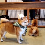 鎌倉乃豆柴カフェ - 