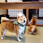 鎌倉乃豆柴カフェ - 